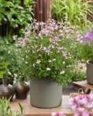 Salvia Magical Orinoco