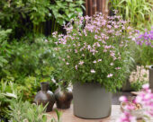 Salvia Magical Orinoco