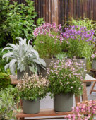 Perennial collection