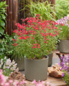 Salvia Magical Hudson