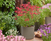 Salvia Magical Hudson