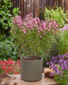 Salvia Magical Tarim