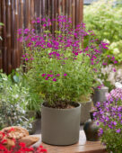 Salvia Magical Tigris