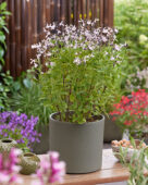 Salvia Magical Donau