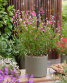 Salvia Magical Mississippi