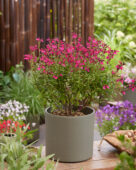 Salvia Magical Amazone