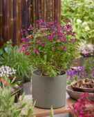 Salvia Magical Wolga