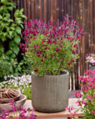 Salvia Magical Zambezi