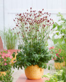 Sanguisorba officinalis First Star