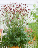 Sanguisorba officinalis First Star