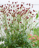 Sanguisorba officinalis First Star