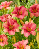 Hemerocallis Fuchsia Charm