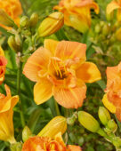 Hemerocallis Double Orange Zephyr