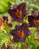 Hemerocallis Black Stockings