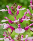 Salvia Magical Missouri