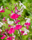 Salvia Magical Mississippi