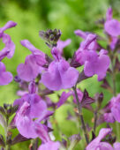 Salvia Magical Loire
