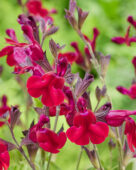 Salvia Magical Zambezi