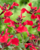 Salvia Magical Hudson