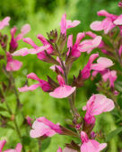 Salvia Magical Tarim