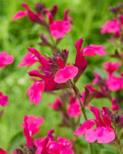 Salvia Magical Amazone