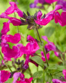 Salvia Magical Wolga
