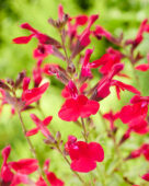 Salvia Magical Colorado