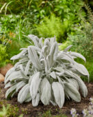 Senecio Silver Feathers