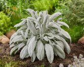 Senecio Silver Feathers