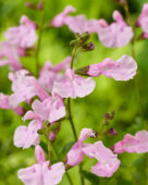 Salvia Magical Orinoco