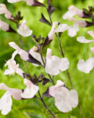 Salvia Magical Donau