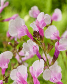 Salvia Magical Missouri