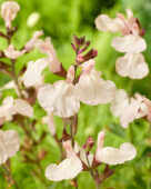 Salvia Magical Congo