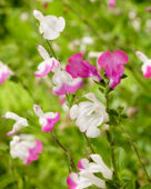 Salvia Magical Mississippi