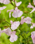 Salvia Magical Orinoco