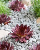 Sempervivum Nachtspiel