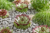 Sempervivum calcareum Jelle