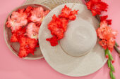 Flamencos gladioli pink and red, Forever Bulbs Flamencos gladioli pink and red, Forever Bulbs