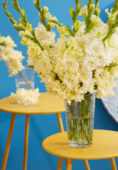 Gladiolus Sweet Crystal in vase , Forever Bulbs, For Ever Bulbs