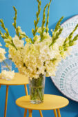 Gladiolus Sweet Crystal in vase , Forever Bulbs Gladiolus Sweet Crystal in vase , Forever Bulbs