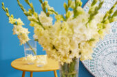 Gladiolus Sweet Crystal in vase , Forever Bulbs, For Ever Bulbs