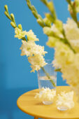 Gladiolus Sweet Crystal in vase , Forever Bulbs, For Ever Bulbs