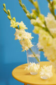 Gladiolus Sweet Crystal in vase , Forever Bulbs Gladiolus Sweet Crystal in vase , Forever Bulbs