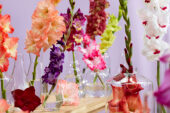 Gladiolus Multicoloros mix, Forever Bulbs Gladiolus Multicoloros mix, Forever Bulbs