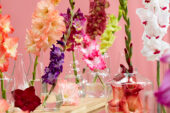 Gladiolus Multicoloros mix, Forever Bulbs Gladiolus Multicoloros mix, Forever Bulbs