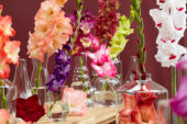 Gladiolus Multicoloros mix, Forever Bulbs Gladiolus Multicoloros mix, Forever Bulbs