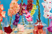 Gladiolus Multicoloros mix, Forever Bulbs, For Ever Bulbs