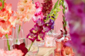Gladiolus Multicoloros mix, Forever Bulbs Gladiolus Multicoloros mix, Forever Bulbs