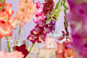 Gladiolus Multicoloros mix, Forever Bulbs Gladiolus Multicoloros mix, Forever Bulbs