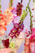 Gladiolus Multicoloros mix, Forever Bulbs Gladiolus Multicoloros mix, Forever Bulbs